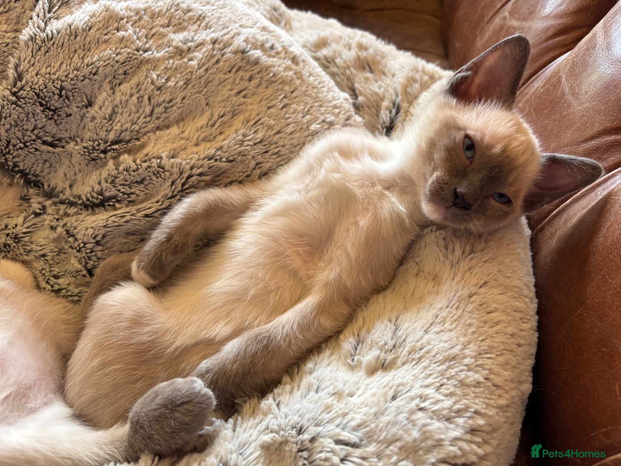 Tonkinese cats Superb Tonkdoll kittens - Advert 4