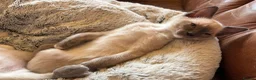 Tonkinese cats for sale: Superb Tonkdoll kittens - Advert 11