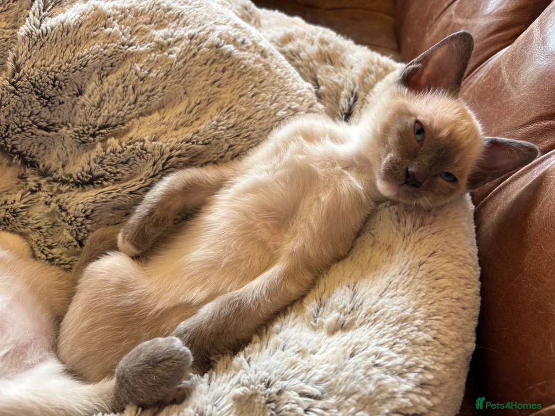 Tonkinese cats for sale: Superb Tonkdoll kittens - Advert 1