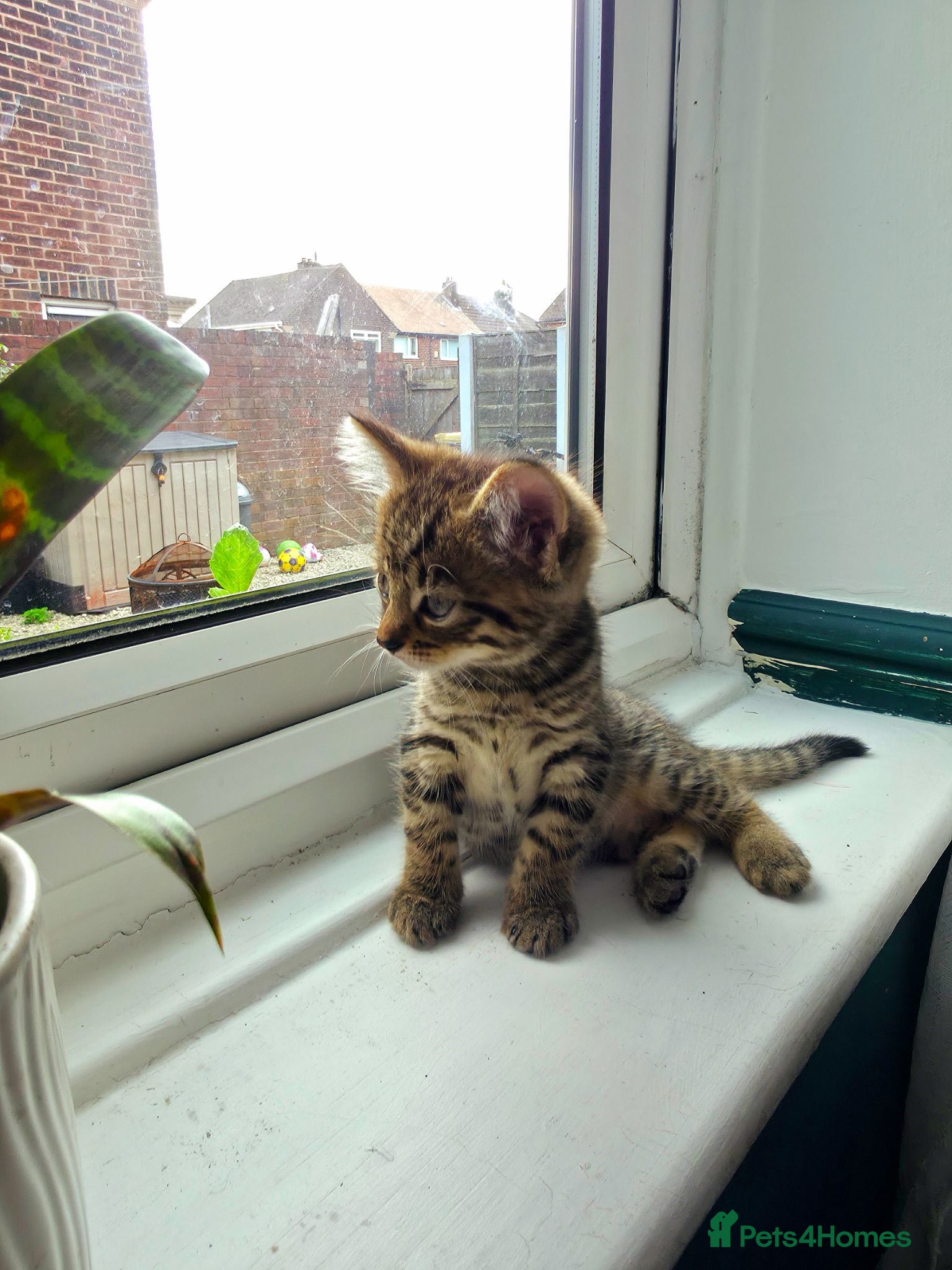 Mixed Breed cats 2 tiger patterned kittens left. - Advert 12