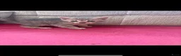 Mixed Breed cats for sale: For sale kittens  - Advert 2