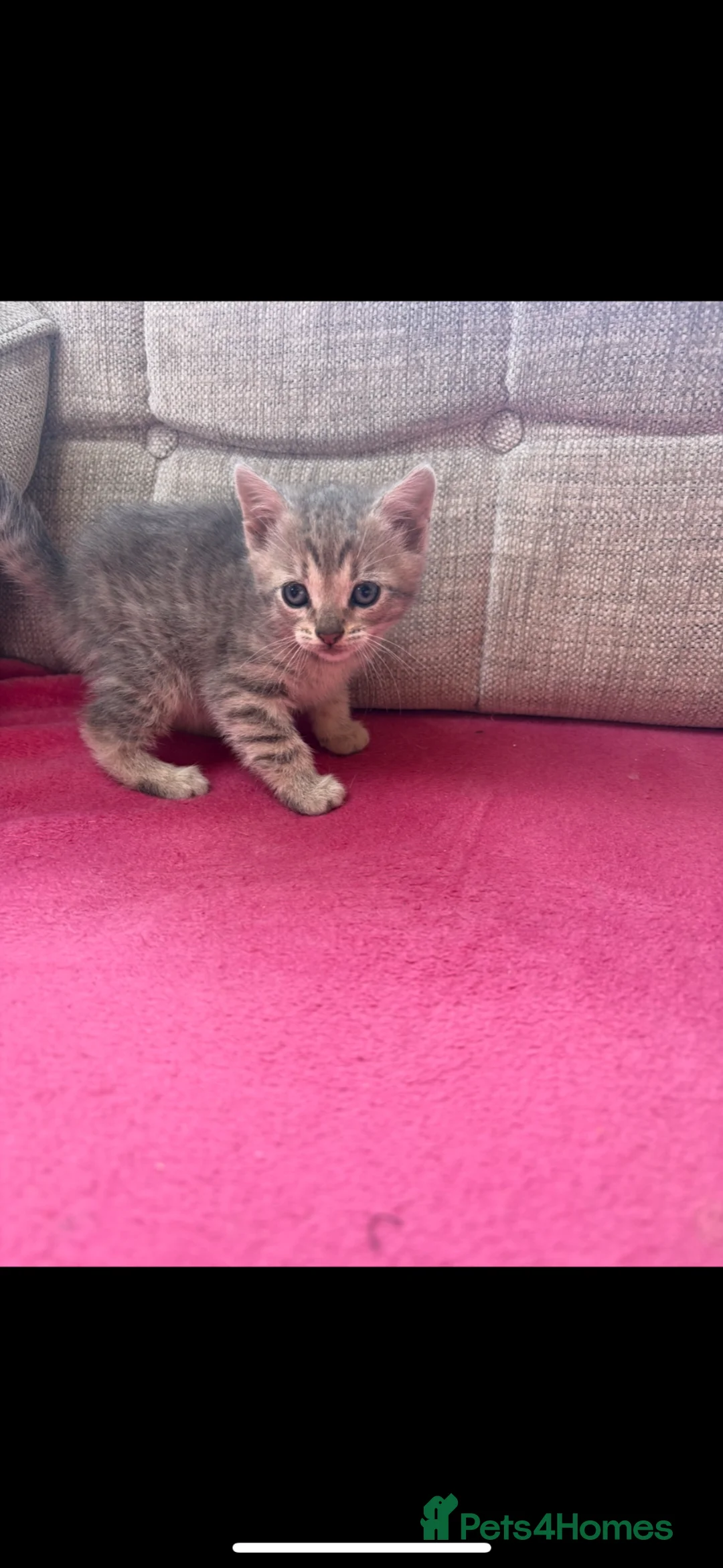 Mixed Breed cats for sale: For sale kittens  - Advert 2