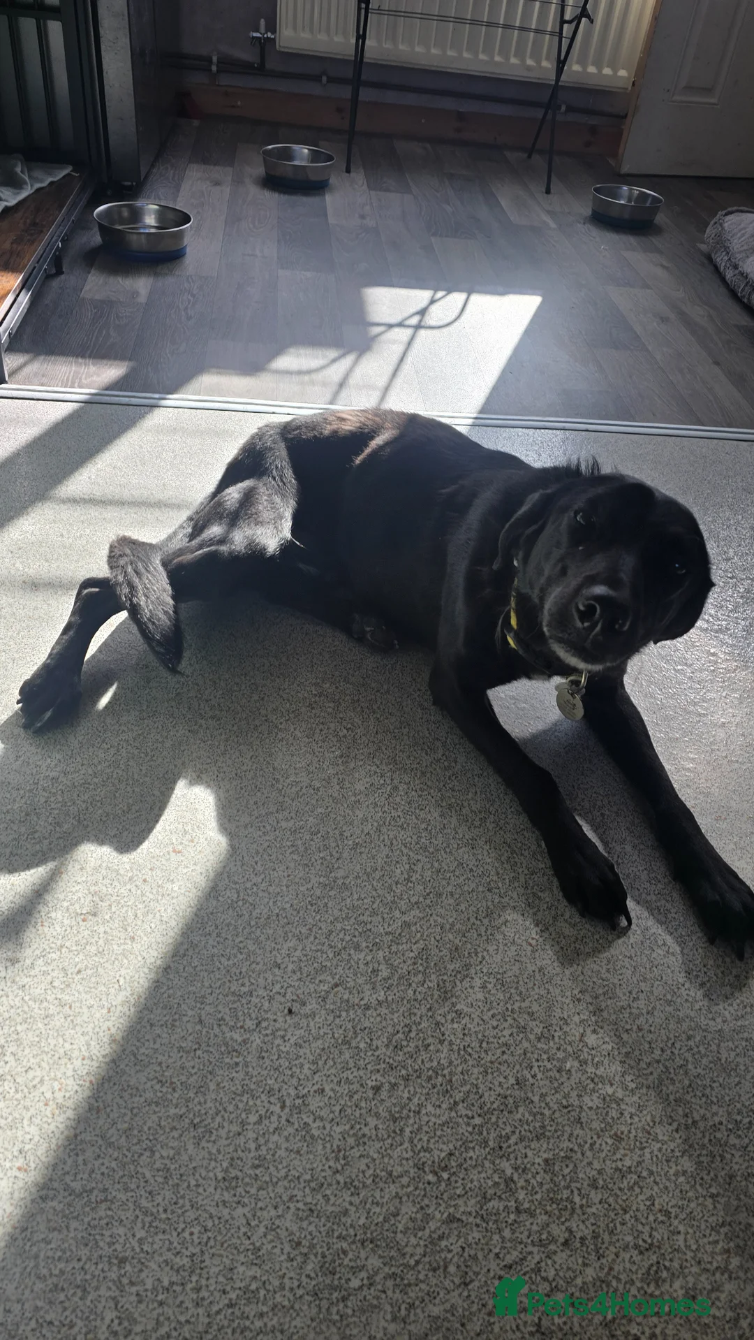Borador dogs for sale: Borador (nori) for sale - Advert 2