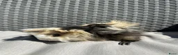 Guinea Pig rodents for sale: Very handsome baby long haired guinea pigs. - Advert 16