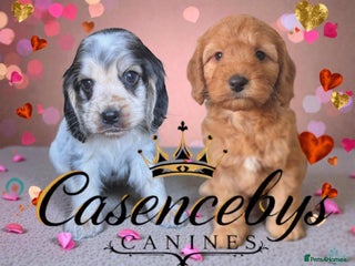 Cockapoo dogs 🐶THE MOST PERFECT SHOW SPANIELS and F1 COCKAPOOS - Advert 10
