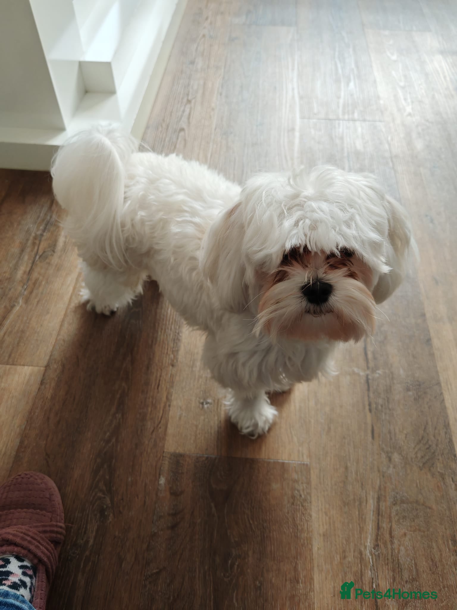 Maltese dogs 14 months old male Maltese KC Registered  - Advert 1