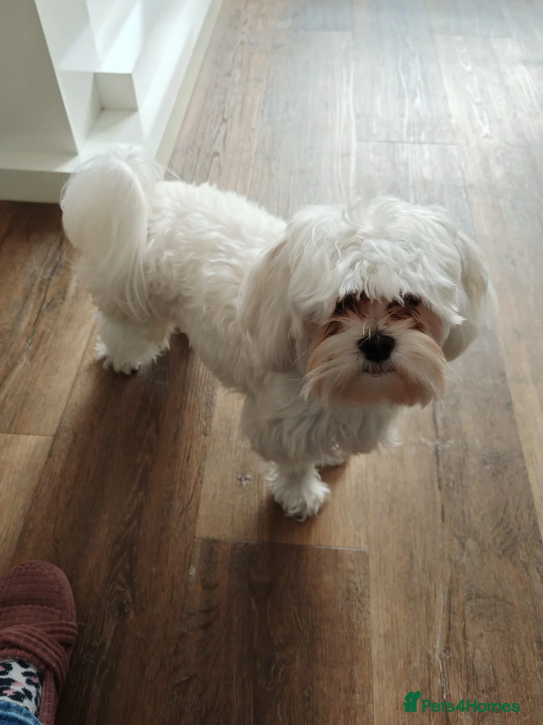 Maltese dogs for sale: 14 months old male Maltese KC Registered  - Advert 1