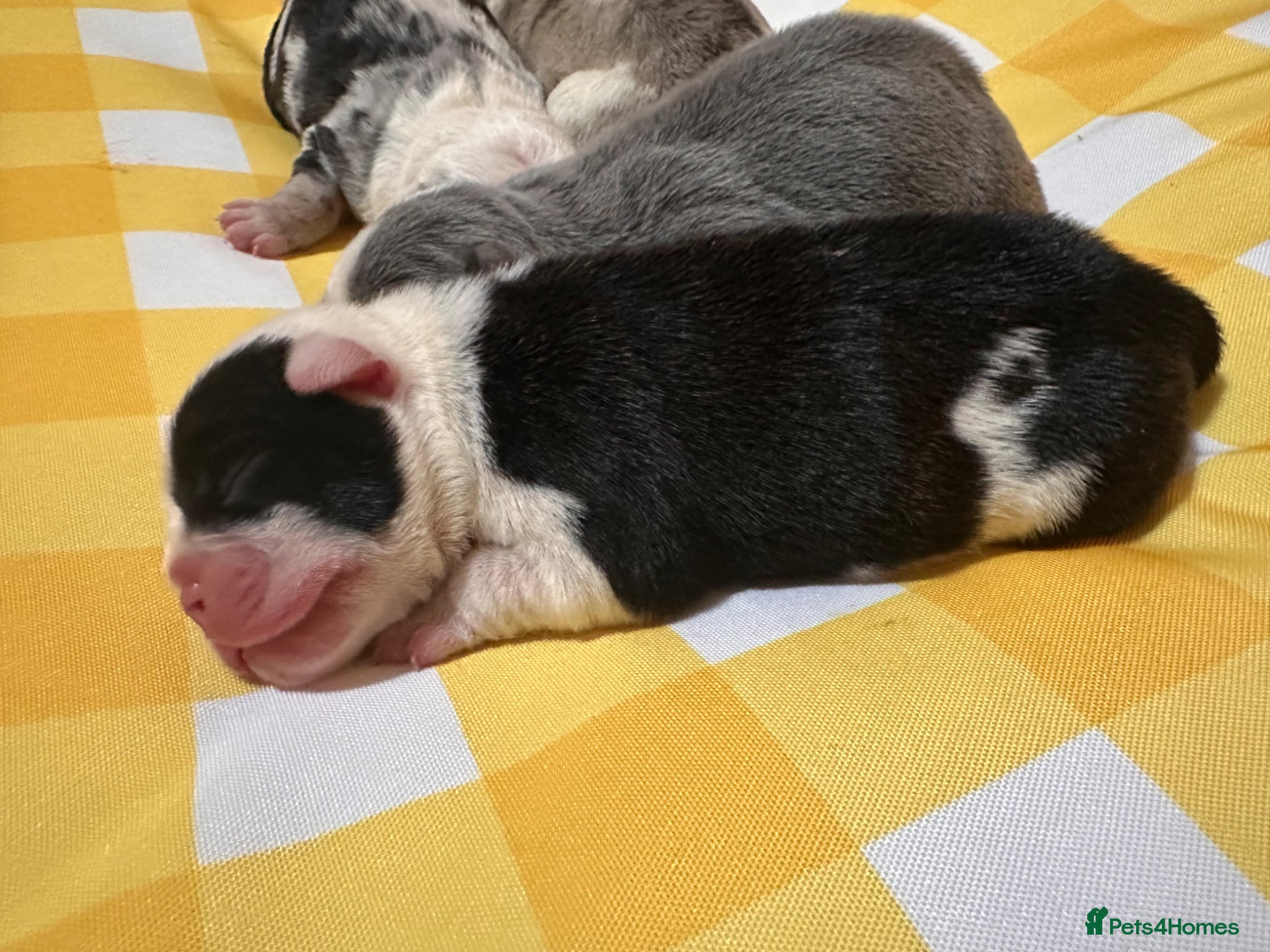 English Bulldog dogs for sale: 🐾 EXCEPTIONAL OLDE ENGLISH BULLDOG PUPPIES 🐾 - Advert 13