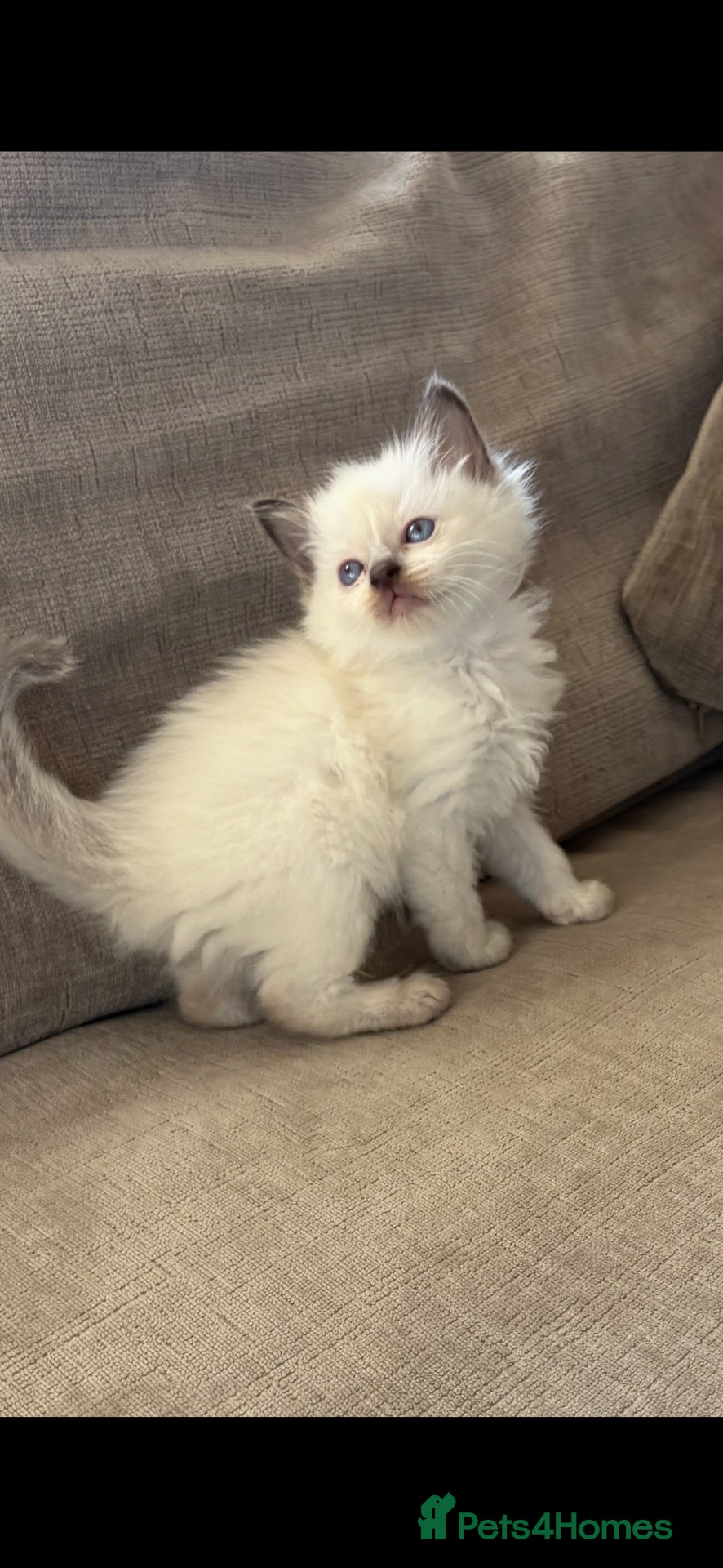 Ragdoll cats 🌺 Exceptional GCCF Babies 🌺 - Advert 21