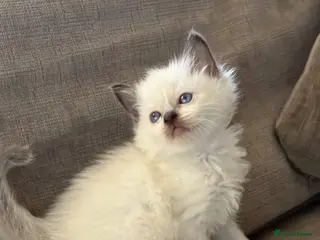 Ragdoll cats 🌺 Exceptional GCCF Babies 🌺 - Advert 2