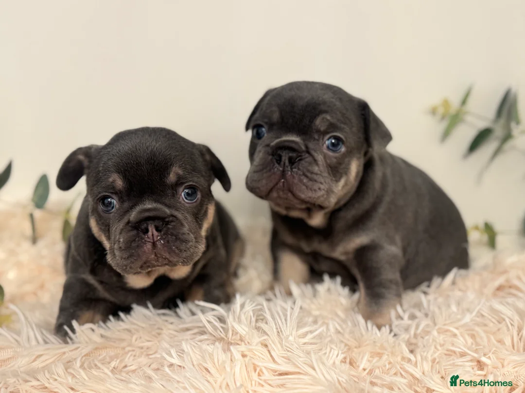 French Bulldog dogs for sale: Beautiful KC Registered French Bulldog Boys  - Advert 16