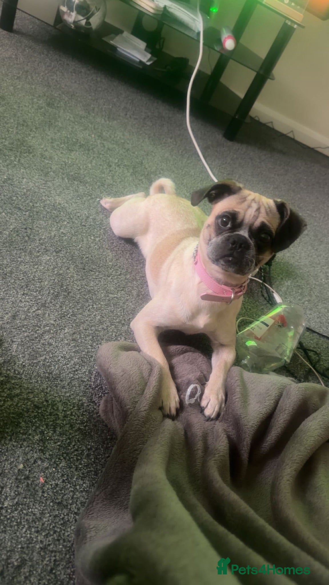 Puggle dogs Selling my puggle 1 year old female - Advert 6