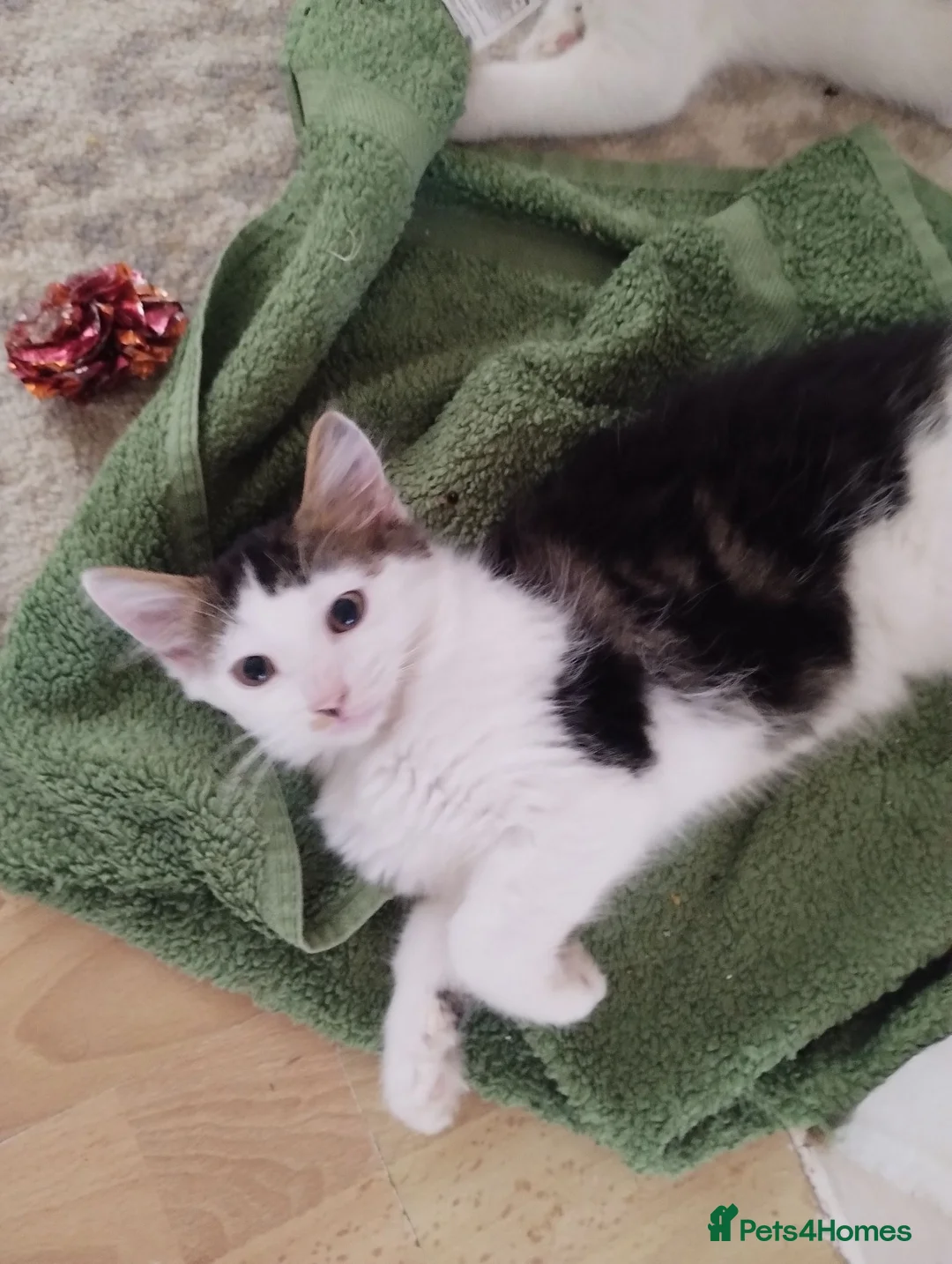 Mixed Breed cats for sale: Kittens ready to leave now  - Advert 7