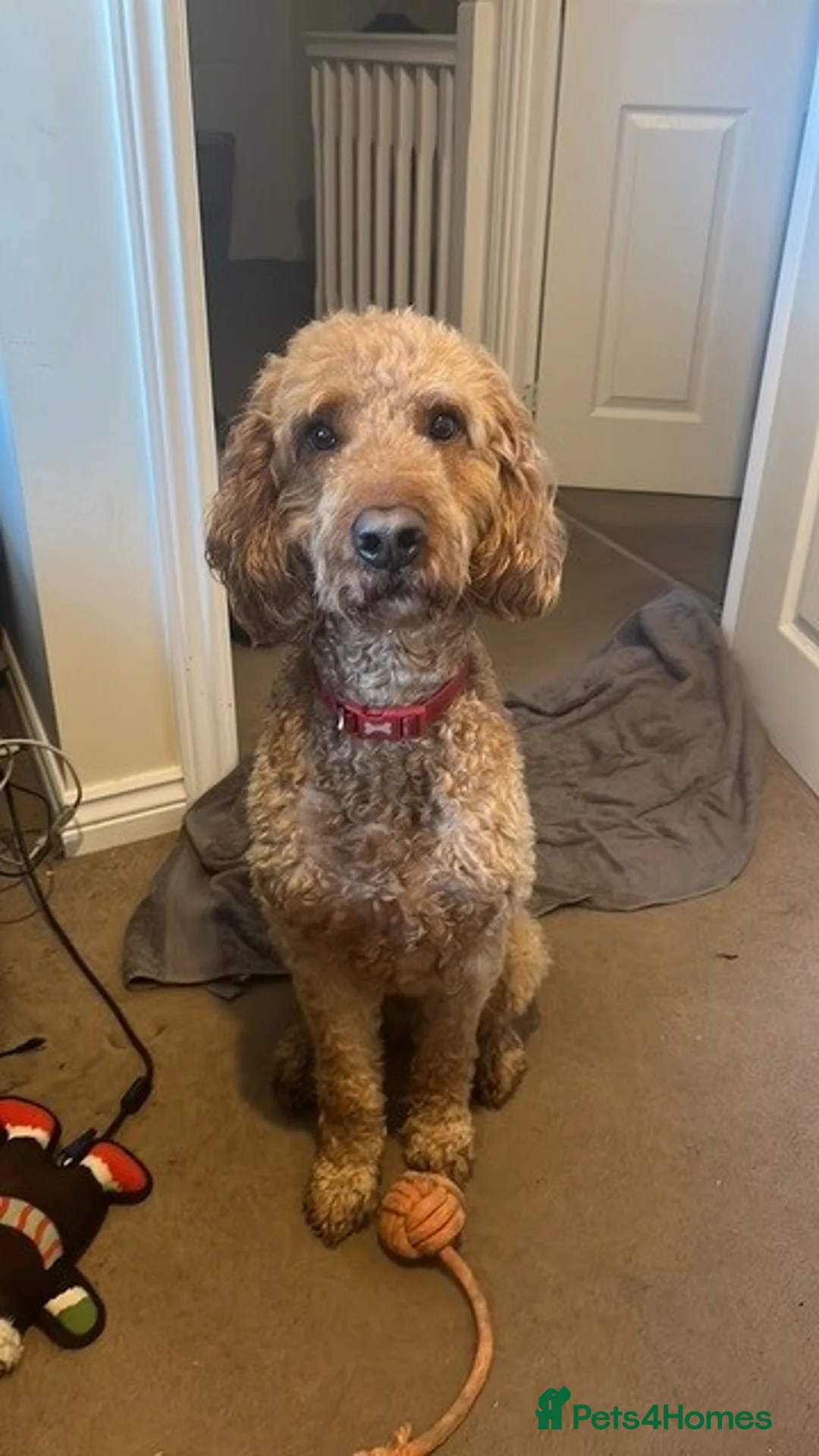 Cockapoo dogs for sale: 5 Year Old Cockapoo in Waterlooville - Advert 1