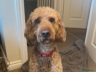 Cockapoo dogs 5 Year Old Cockapoo - Advert 3