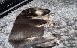 German Shepherd dogs for sale: German shepherd puppies  - Image 3