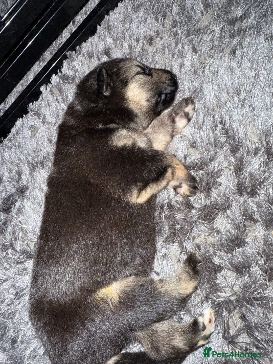 German Shepherd dogs for sale: German shepherd puppies  - Image 3
