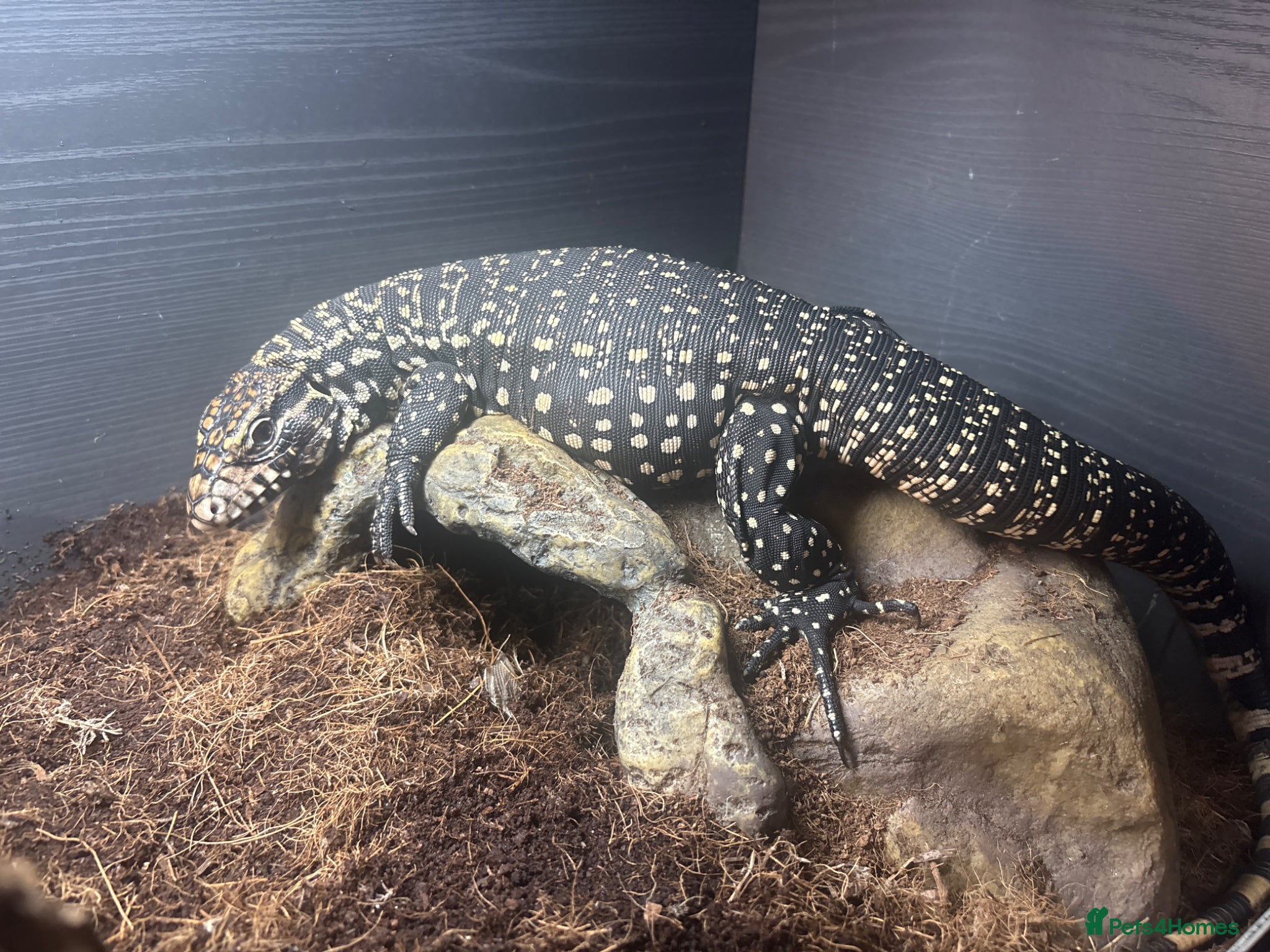 Lizard reptiles for sale: Tilly the tegu  - Advert 1