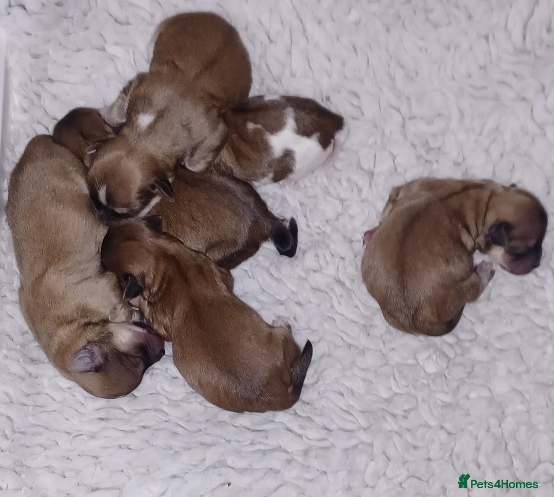 Morkie dogs for sale: Maltese x Yorkshire terrier  - Advert 12