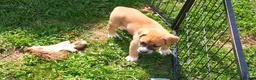 Mixed Breed dogs for sale: Boxer shepherd for sale  - Advert 5