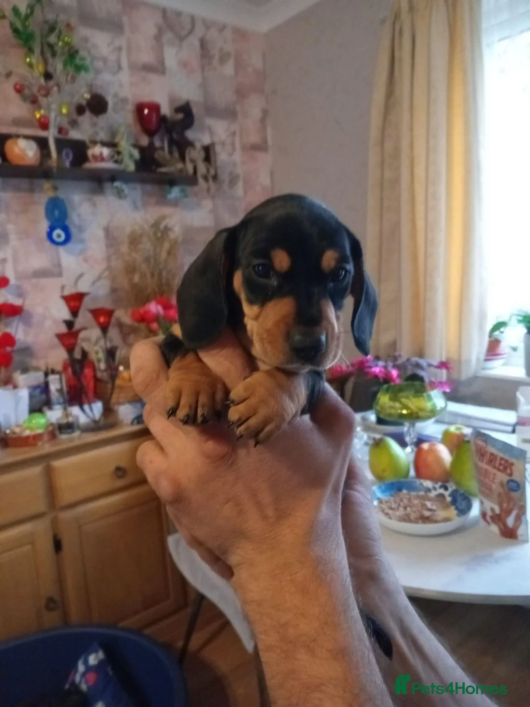 Dachshund dogs for sale: Mr Samoska - Advert 11