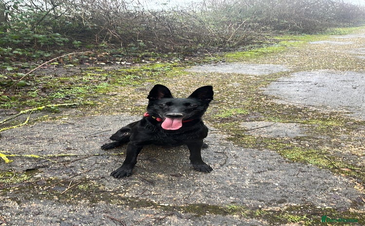 Belgian Shepherd Dog dogs Black Belgium malanois - Advert 8