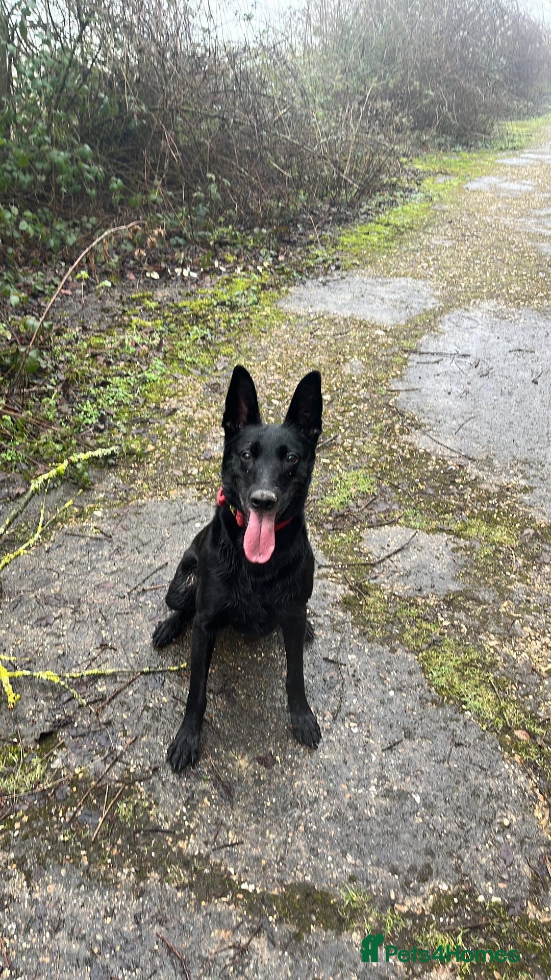 Belgian Shepherd Dog dogs for sale: Black Belgium malanois - Advert 1