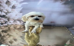 Mixed Breed dogs for sale: Mix breed - Image 4