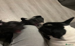 Frug dogs for sale: 4 Male Frugs, Available now! - Image 8