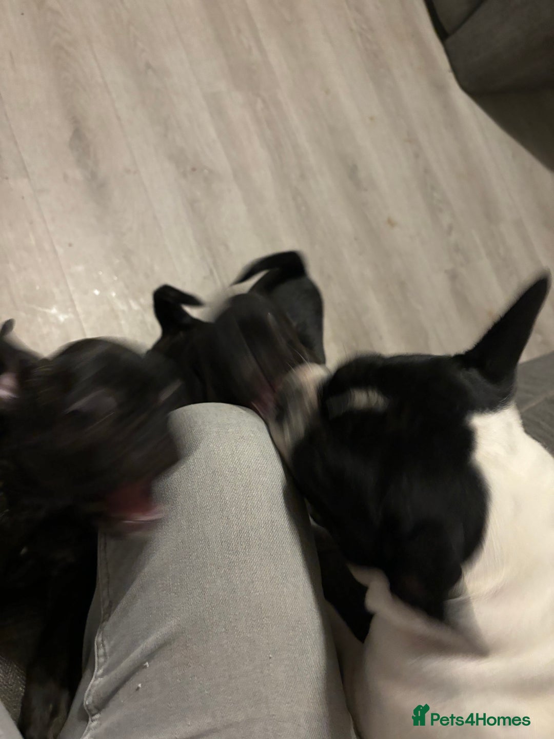 Frug dogs for sale: 4 Male Frugs, Available now! - Image 8