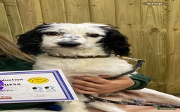 Mixed Breed dogs for sale: Gorgeous Cockapoochon puppies  - Image 9