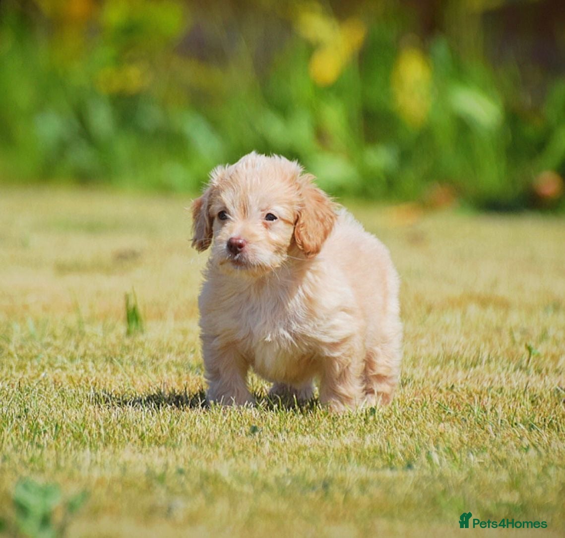 Cockapoo dogs Reduced!!! Last 2 girls READY NOW!! - Advert 17