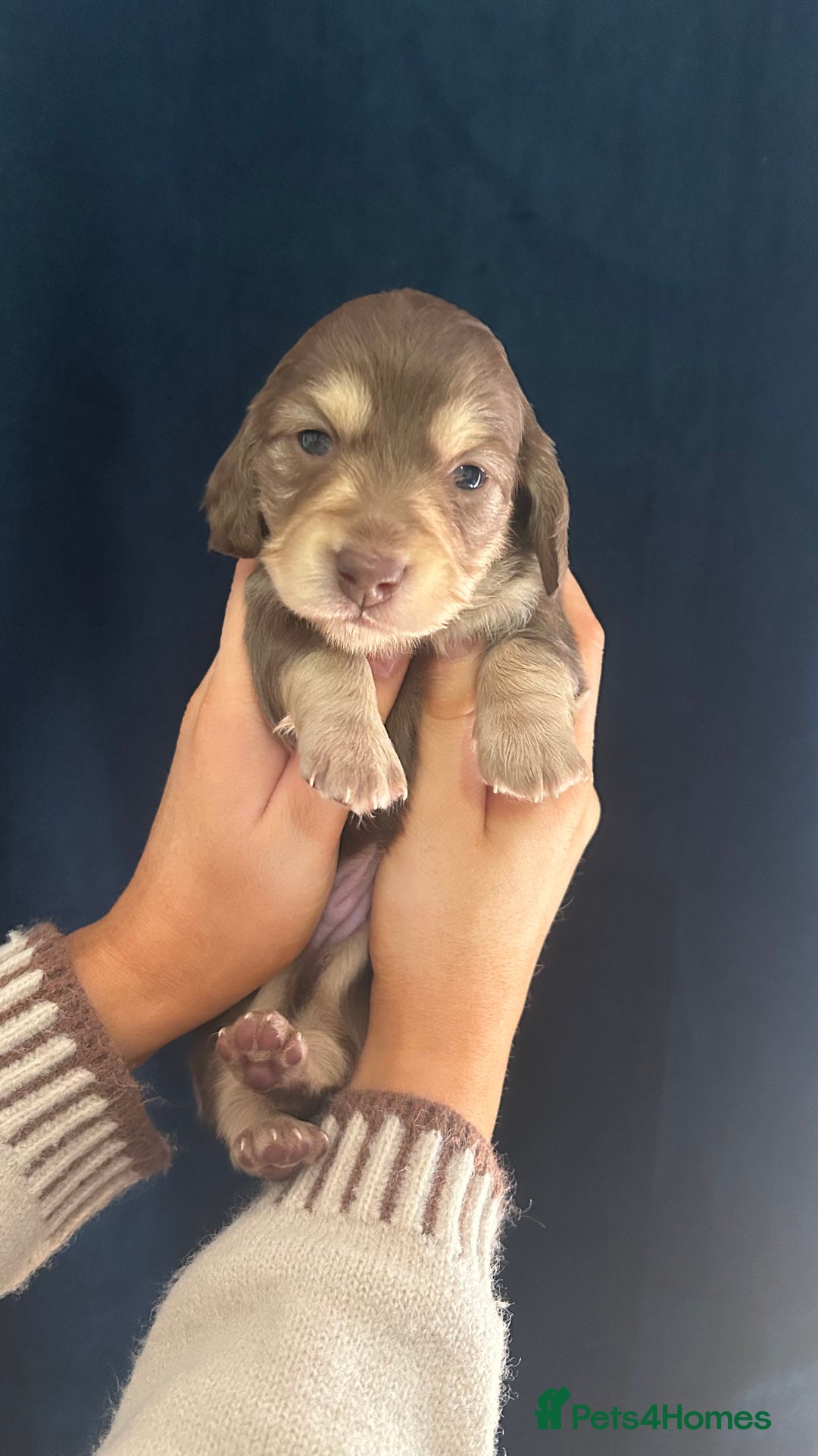 Miniature Dachshund dogs for sale: Gorgeous mini long haired dachshund puppies🐾🩷 - Advert 5