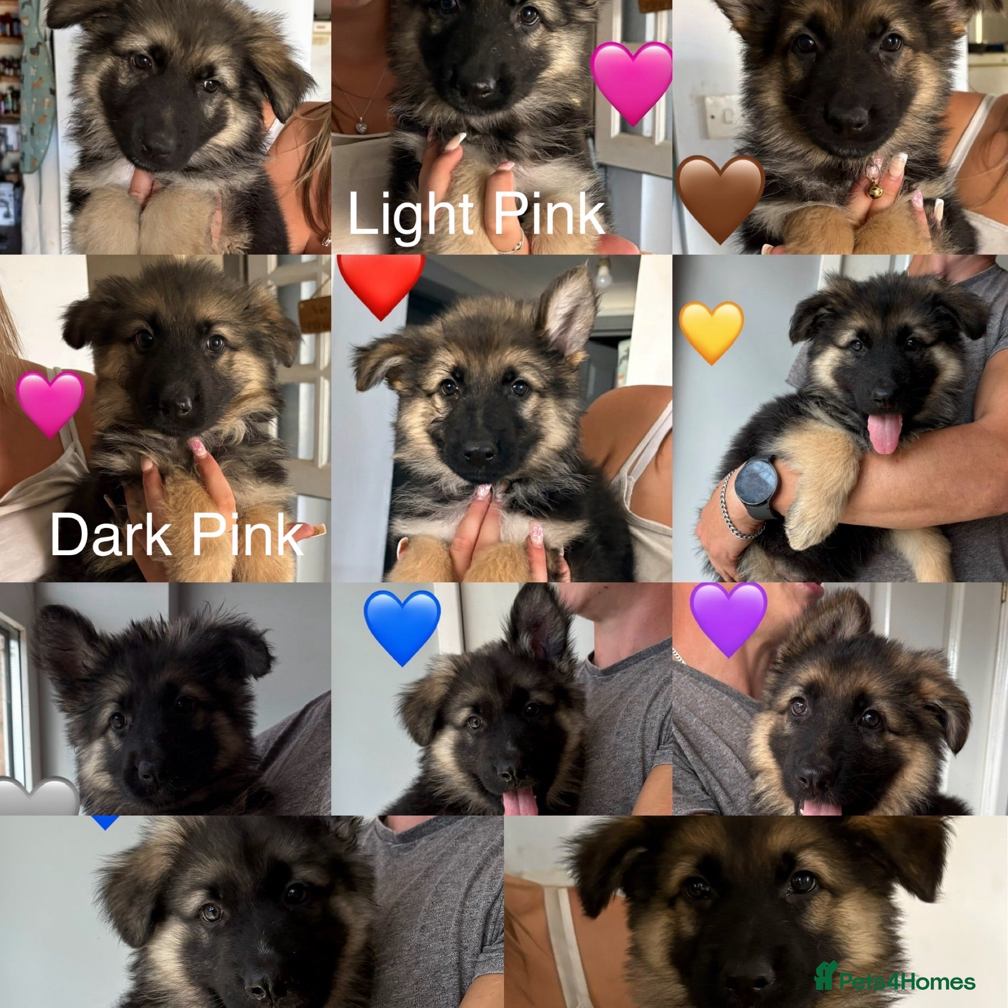 German Shepherd dogs Gorgeous Black&Tan KC German Shepherds 🐾 - Advert 1