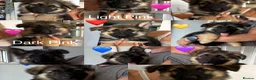 German Shepherd dogs for sale: Gorgeous Black&Tan KC German Shepherds 🐾 in Wisbech - Advert 1