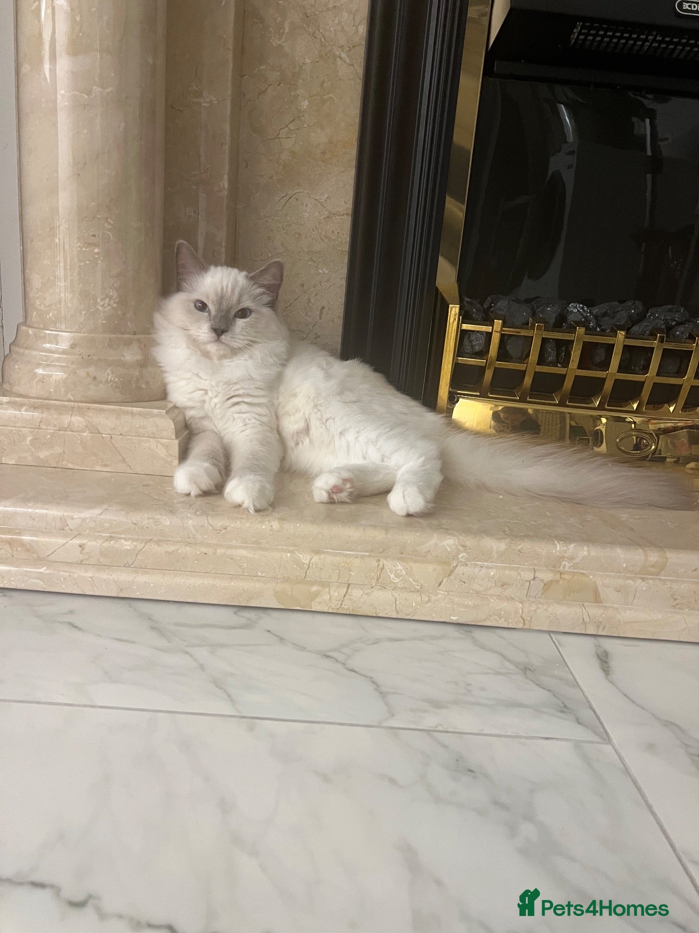 Ragdoll cats Simba- ragdoll pure breed kitten boy 5 months!!!  - Advert 1