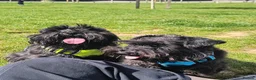 Miniature Schnauzer dogs for sale: Beautiful Black Miniature Schnauzer Puppies - Advert 18