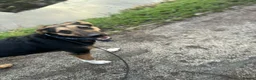 Mixed Breed dogs for adoption: 💙BRUNO💙 : LARGE LOVING YOUNG BOY in Burntwood - Advert 16