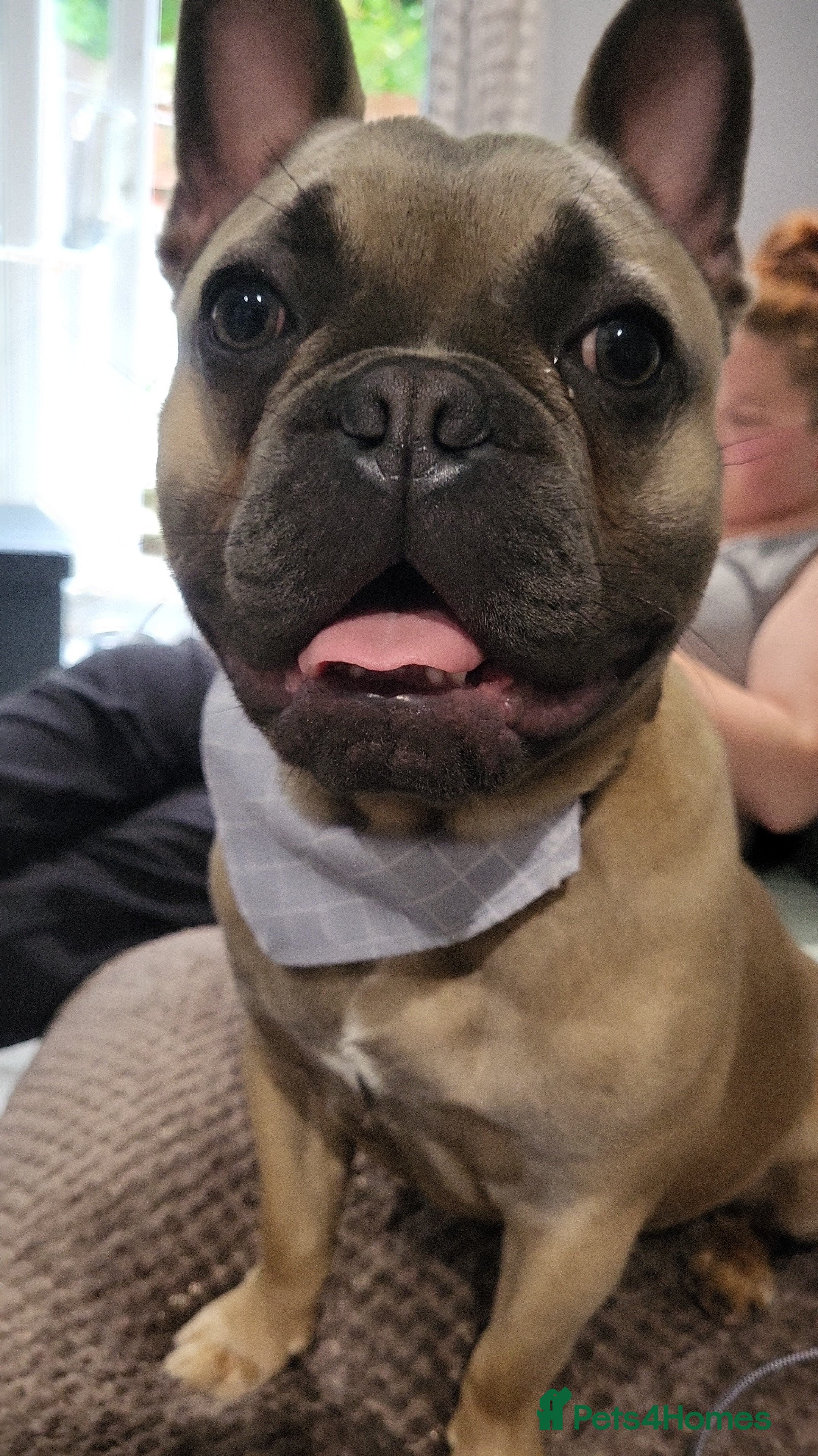 French Bulldog dogs This is Chip - Advert 18