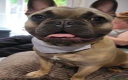 French Bulldog dogs for sale: This is Chip - Image 1