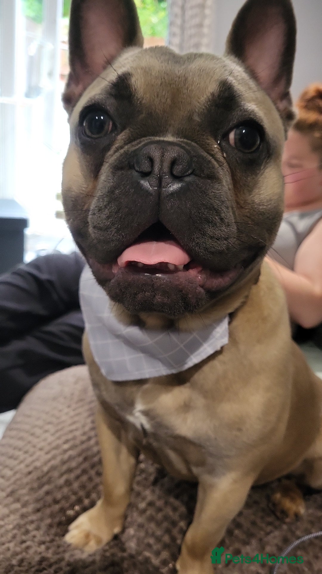 French Bulldog dogs for sale: This is Chip - Image 1