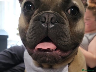 French Bulldog dogs for sale - Advert 1