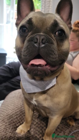 French Bulldog dogs - Advert 1