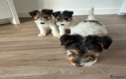 Fox Terrier dogs for sale: Fox Terrier puppies for sale - 07704995261 - Image 12