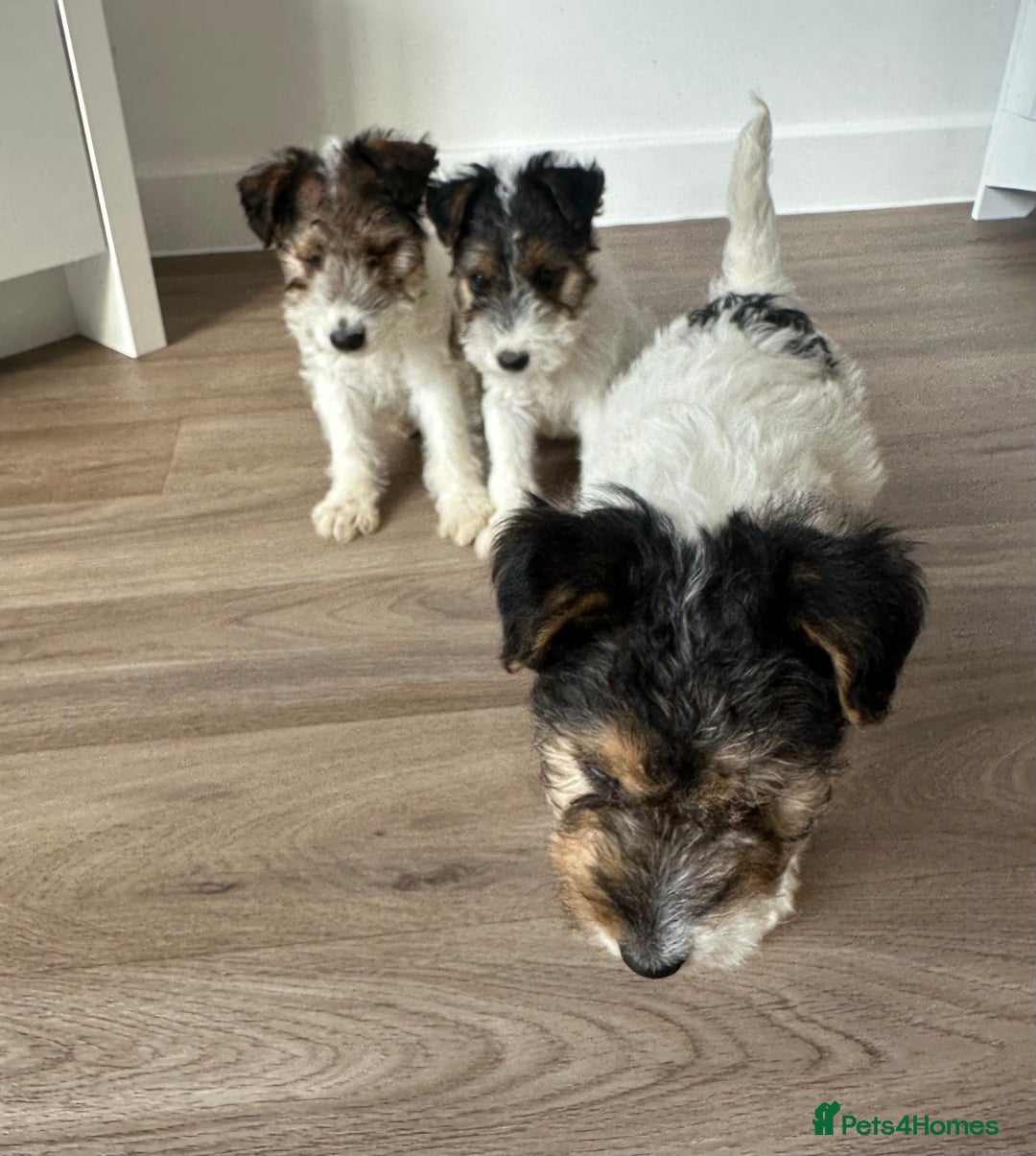 Fox Terrier dogs for sale: Fox Terrier puppies for sale - 07704995261 - Image 12