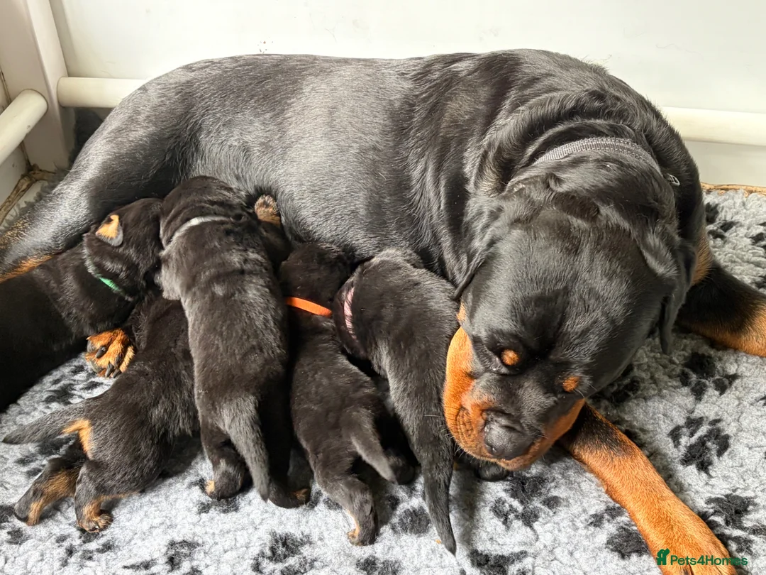Rottweiler dogs for sale: Stunning KC reg puppies in Ashford - Advert 1