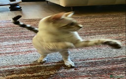 Bengal cats for sale: Snow spotted (rosetted) male Bengal  - Image 5