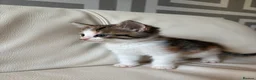 Mixed Breed cats for sale: 4 beautiful kittens  - Advert 8