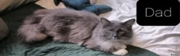 Mixed Breed cats for sale: Maine Coon X Ragdoll (Ragcoon) kittens - Advert 17