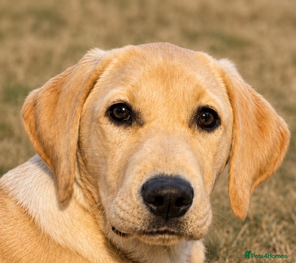 Labrador Retriever dogs 6 MONTH OLD FEMALE YELLOW LABRADOR - Advert 1